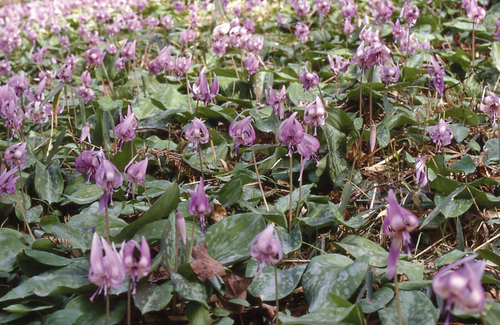 清住・カタクリの花群生地image1