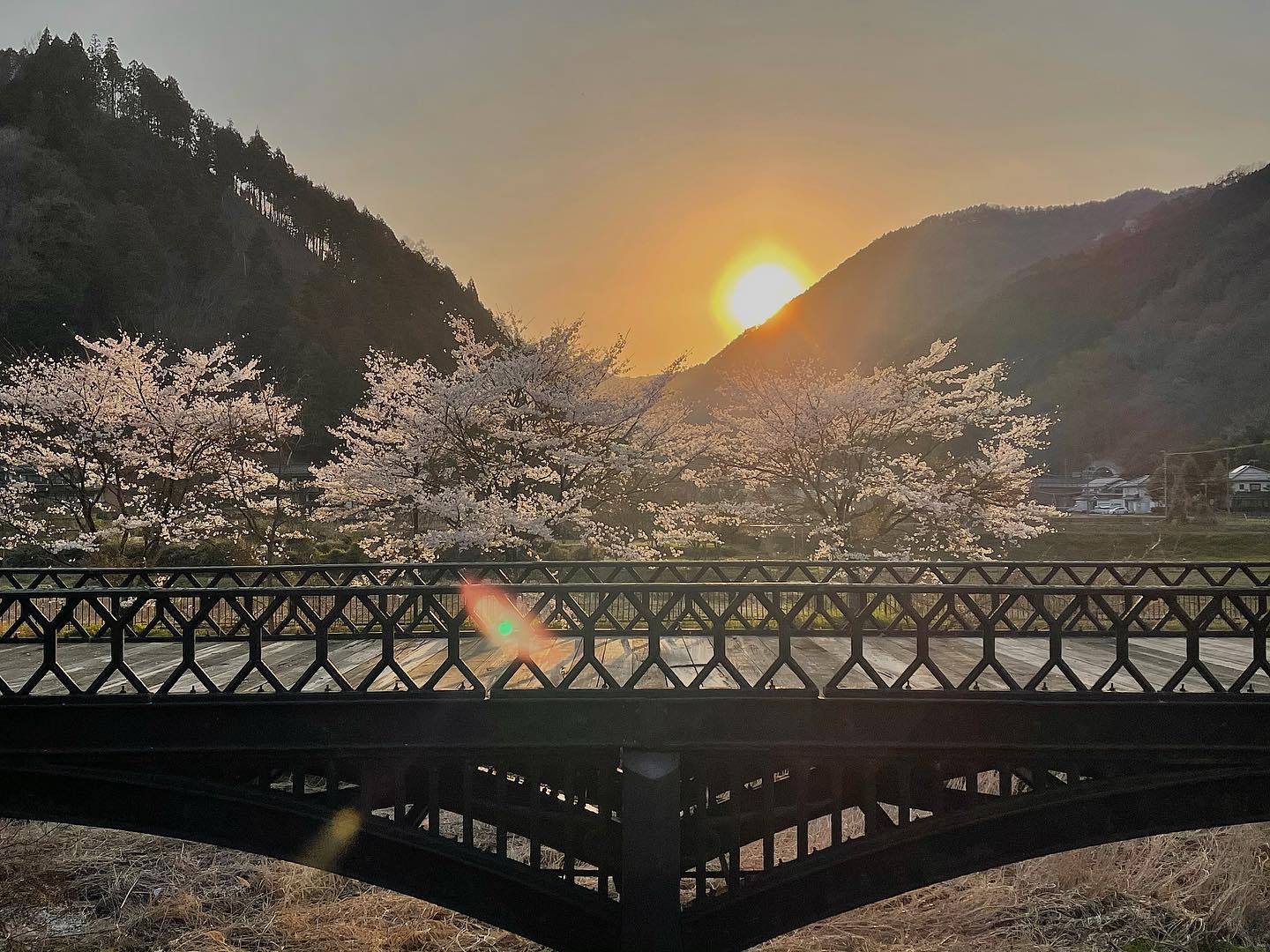 羽渕鋳鉄橋と桜