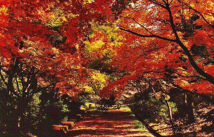 三段池公園の紅葉
