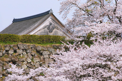 21北近畿春の花散歩 丹波 まるごと北近畿