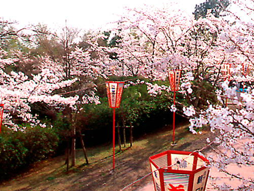 共楽公園の桜
