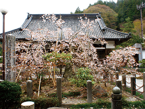 正福寺の桜