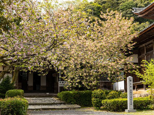 西福寺の鬱金桜